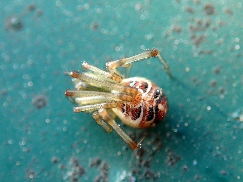Theridiidae: Phylloneta sp. - Villorba (TV)